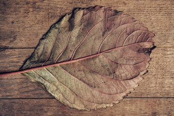 Aufkleber - Close up Beautiful faded old leaf on a brown old wooden table. Abstraction autumn style concept. Background pattern for design.