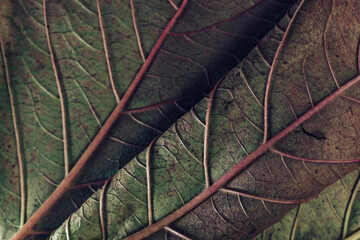 Poster - Beautiful leaf teture pattern background for design. Macro photography view.