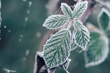 Poster - Close up beautiful frosty leaves on blurred nature background for design.