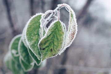 Poster - Beautiful frosty leaves on blurred nature background for design.