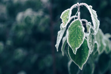 Poster - Beautiful frosty leaves on blurred nature background for design.
