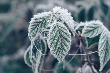 Poster - Close up beautiful frosty leaves on blurred nature background for design.
