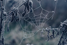 Frozen Spider Web Background Winter. Frozen Nature. A Cobweb On The Grass In A Woods Covered By Iced Frost..