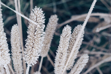Wall Mural - Close up frozen wild grass of a wild greater. Nature background pattern texture for design.