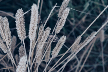 Poster - Beautiful frozen wild grass  of a wild greater. Nature background pattern texture for design.