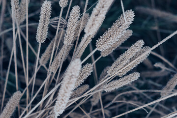 Poster - Beautiful frozen wild grass  of a wild greater. Nature background pattern texture for design.