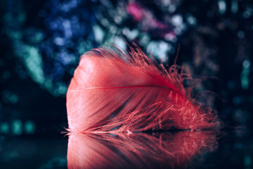 Poster - Beautiful red Bird feather on a bokeh background.  Pattern background for design texture.  Macro view photography.