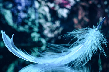 Poster - Beautiful blue Bird feather on a bokeh background.  Pattern background for design texture.  Macro view photography.