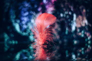 Poster - Beautiful red Bird feather on a bokeh background.  Pattern background for design texture.  Macro view photography.