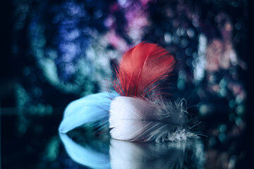 Poster - Beautiful Bird feathers on a bokeh background.  Pattern background for design texture.  Macro view photography.