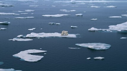 polar bear mother with her two babies walking on melting broken sea ice in the arctic. global warmin