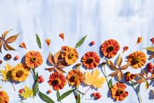 Composition Of Helenium Flowers, Maple Leaves, Rowan Berries And Maiden Grape Leaves On A Blue Background With Space For Text. Autumn Postcard.