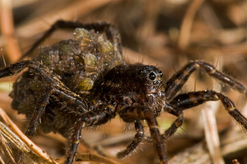 wolf spider (pardosa sp) female with juveniles on its back, italy.