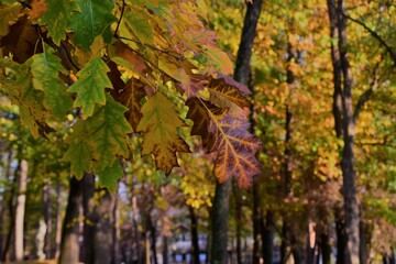 Wall Mural - trees in autumn