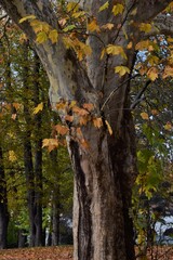 Sticker - trees in autumn