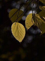 Canvas Print - autumn leaves on a tree