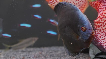 Wall Mural - Blue Symphysodon discus fish swiming in aquarium. Close up with neon fish in background. Aquaria concept