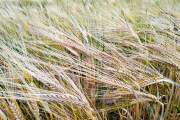 Fields of wheat at the end of summer fully ripe.