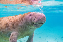 Closeup Of Cute Manatee Face Swimming Through Clear Blue Water In River