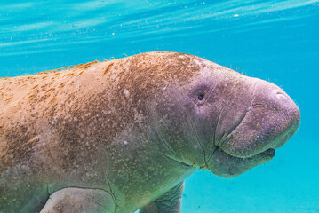 Wall Mural - Closeup of cute manatee face swimming through clear blue water in river