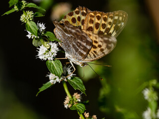 Poster - Silver-washed Fritillary on small flowers 2