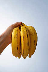 Bunch of bananas on hand in a bright background