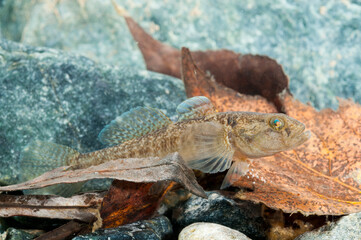 Padanian goby (Padogobius bonelli), Italy.