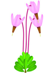 Wall Mural - Cranberry flowers with leaves on a white background.