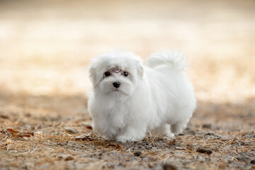  Maltese dog in the forest