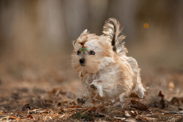 Beautiful little dog running in the forest