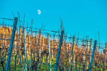 Canvas Print - Weinbau im Spätherbst