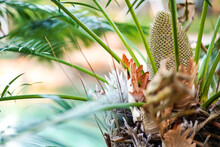 A Yellow Cycad Cone On The Center Of Plant With A Radius Of Branches