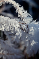 Wall Mural - frost on branches