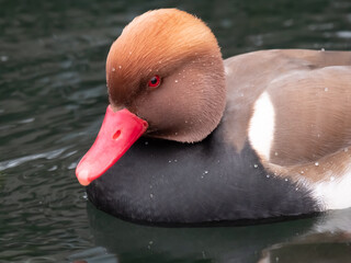 Wall Mural - A male red-crested pochard (Netta rufina) diving for algae in the clear waters of the Upper Zurich Lake (Obersee), Switzerland