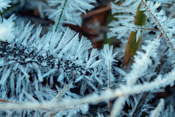 Wall Mural - frost on the branches