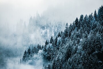 moody snow covered forest landscape with blue fog and mist in the mountains