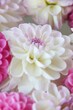 White and rosy dahlia flowers 14