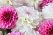 White and rosy dahlia flowers 16