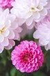 White and rosy dahlia flowers 18