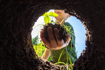 Child plants plant in hole in backyard. Gardening and planting tree or seedling in fertile soil. Sprout in children's hands