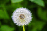 Fototapeta Dmuchawce - Close-up dandelion tranquil abstract background. Nature, flowers