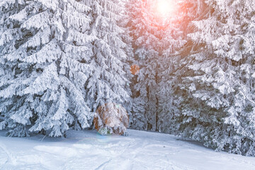 Poster - Winter fairytale in the snowy forest.