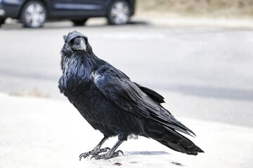 A black raven sits on a wooden railing bench. Birds in nature.