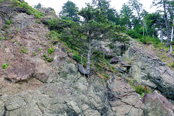 Wall Mural - Landscape of Second Beach at Olympic National Park, Washington, USA.