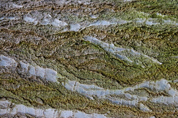 Wood texture, trunk, tree bark, background, pattern.