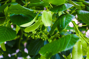 Soft light falls on a young green plant, bush, selective focus.