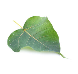 Green pho leaf isolated on white background.