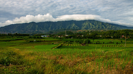 View of a traditional farmer's shallot field in Brebes, Indonesia