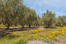 Olive Grove With Olive Trees And California Golden Poppy Flowers In Bloom