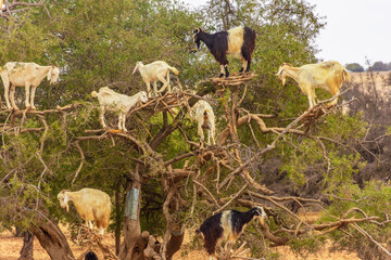 Goats climbing an argan oil tree for eating its fruits in southern Morocco